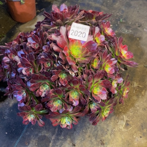 安娜多肉植物2020