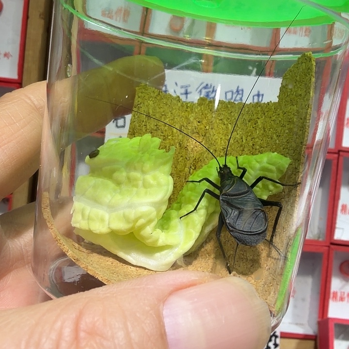 洋***平蟋蟀麒麟长须一条