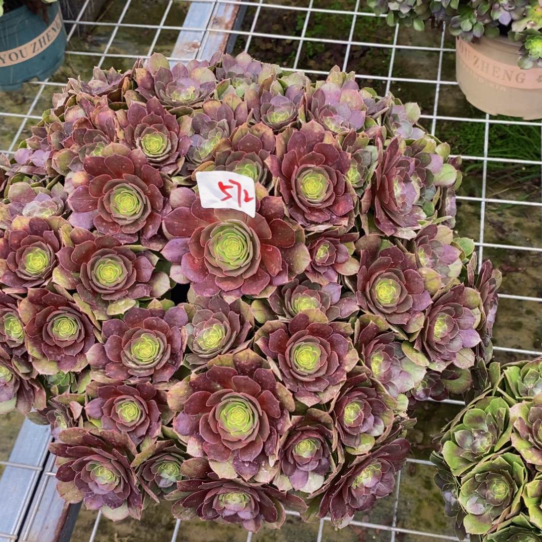 572多肉法师植物万圣节