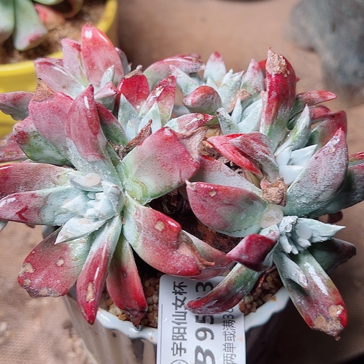 9523刘丹法锐仙女杯多肉