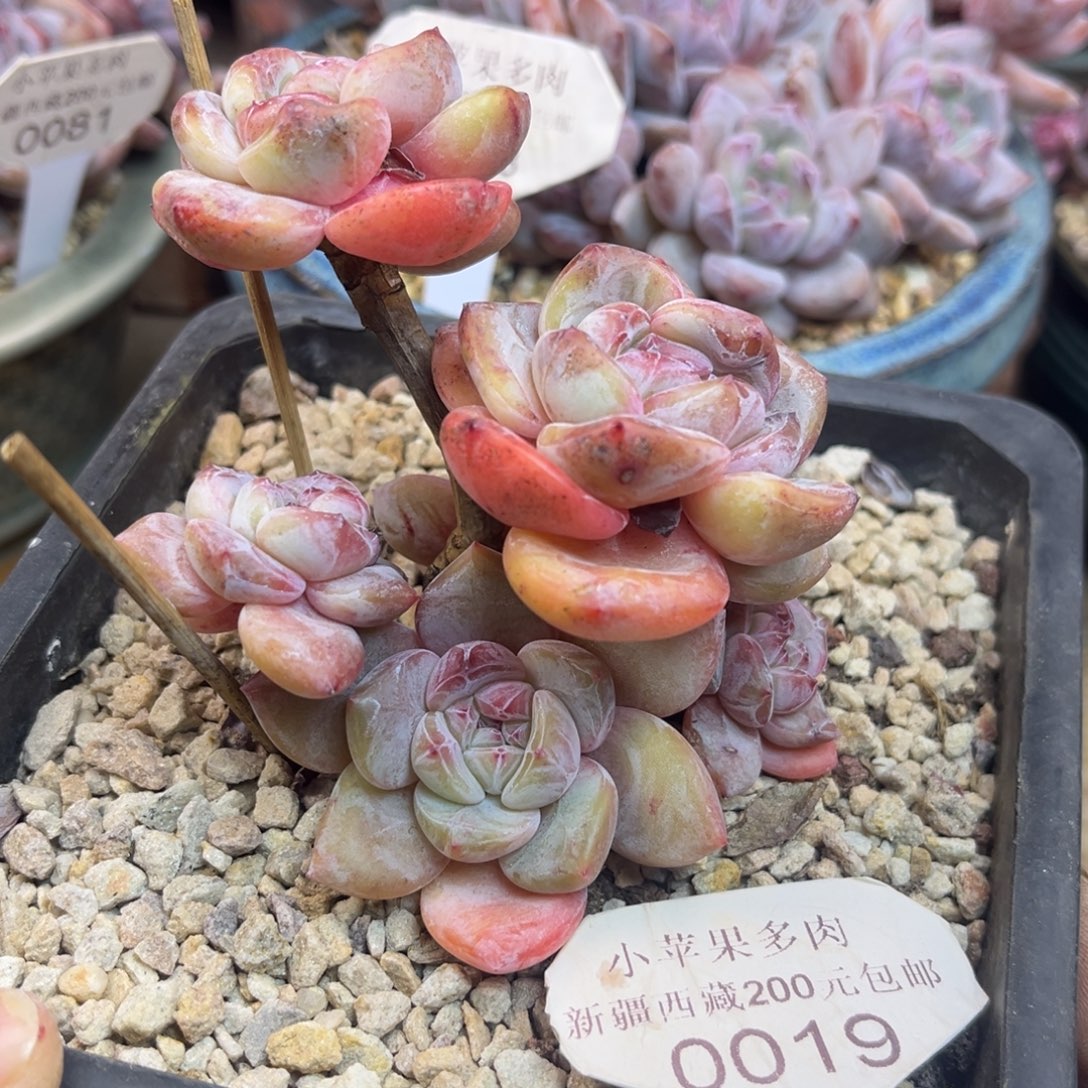 黄底紫心019/9cm7头