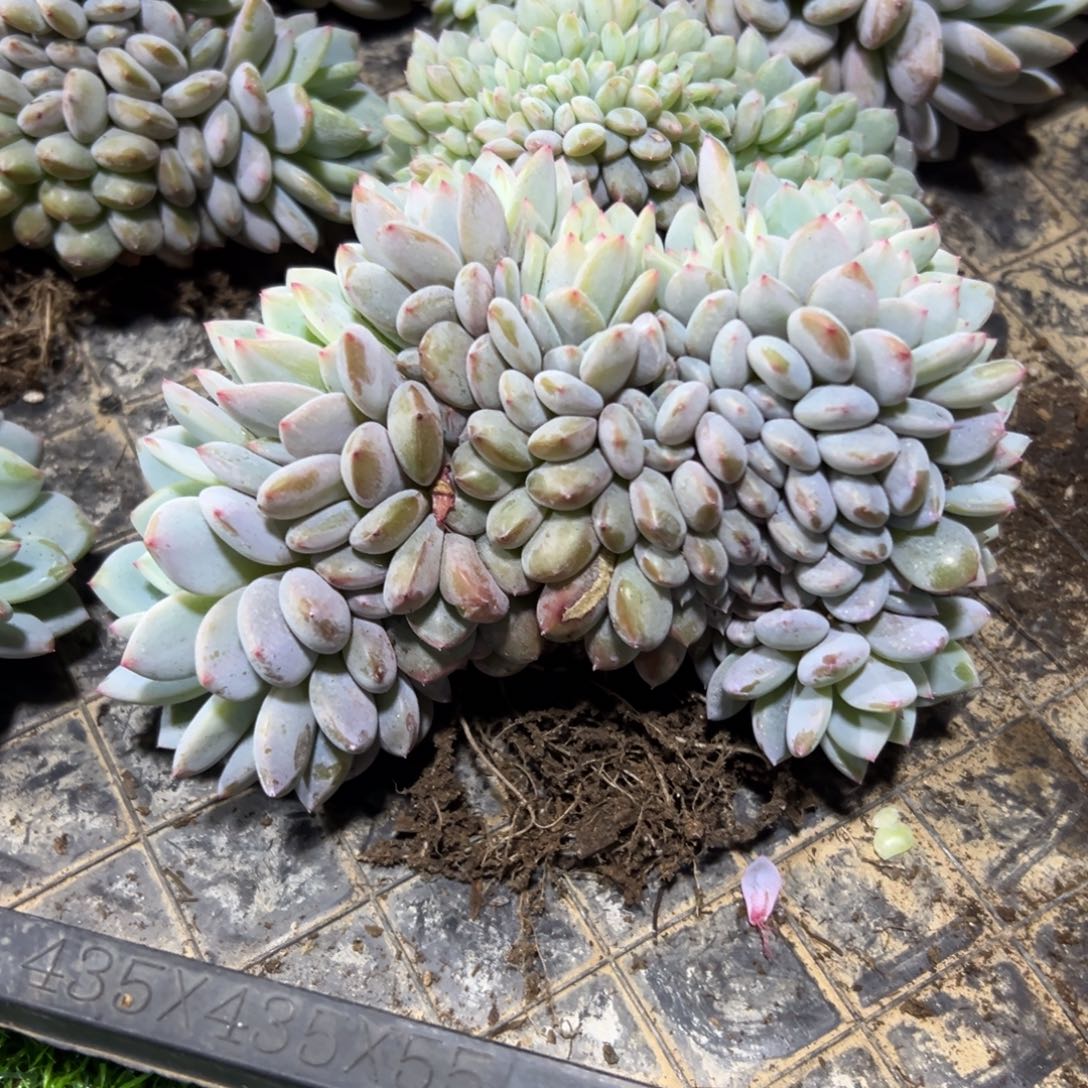 酒***哥星星缀化发货啦啦啦