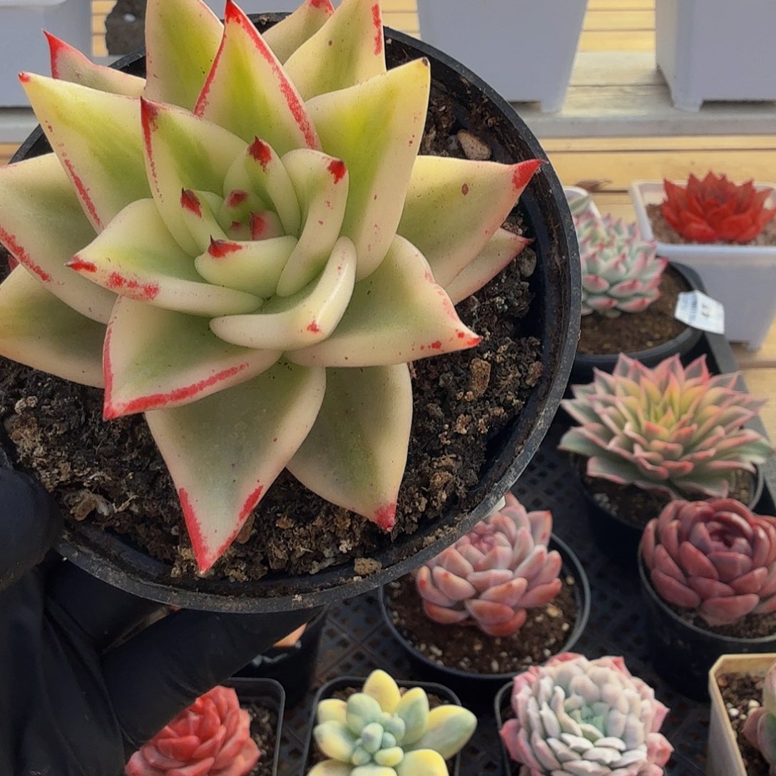 1206-50墨西哥玛丽亚锦