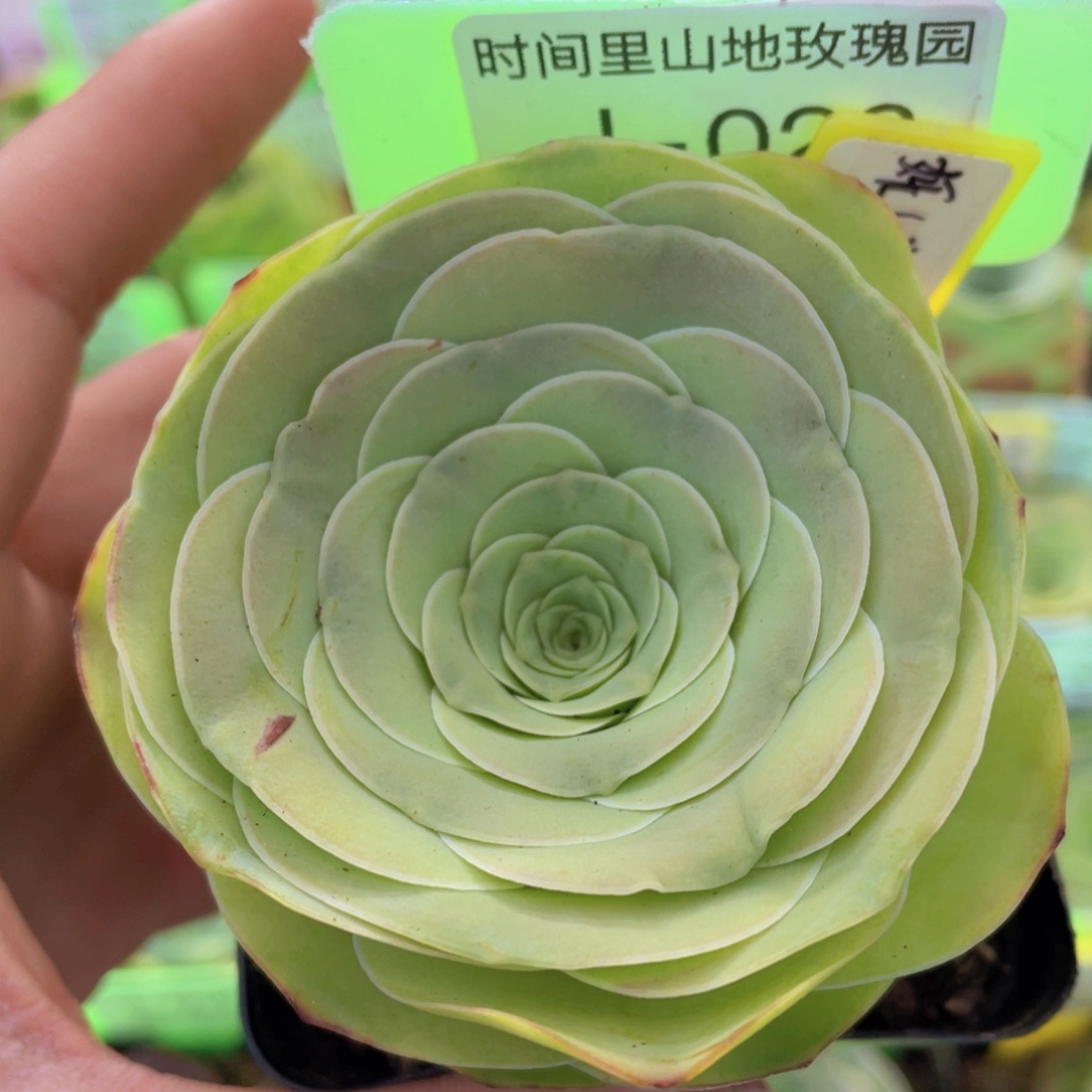 妩媚娘多肉J026一物一拍