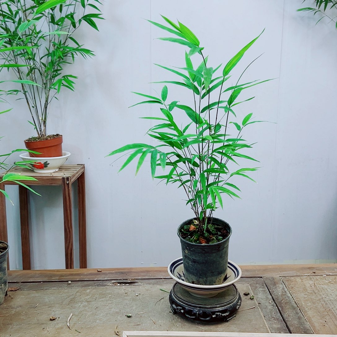 不开花植物内门竹