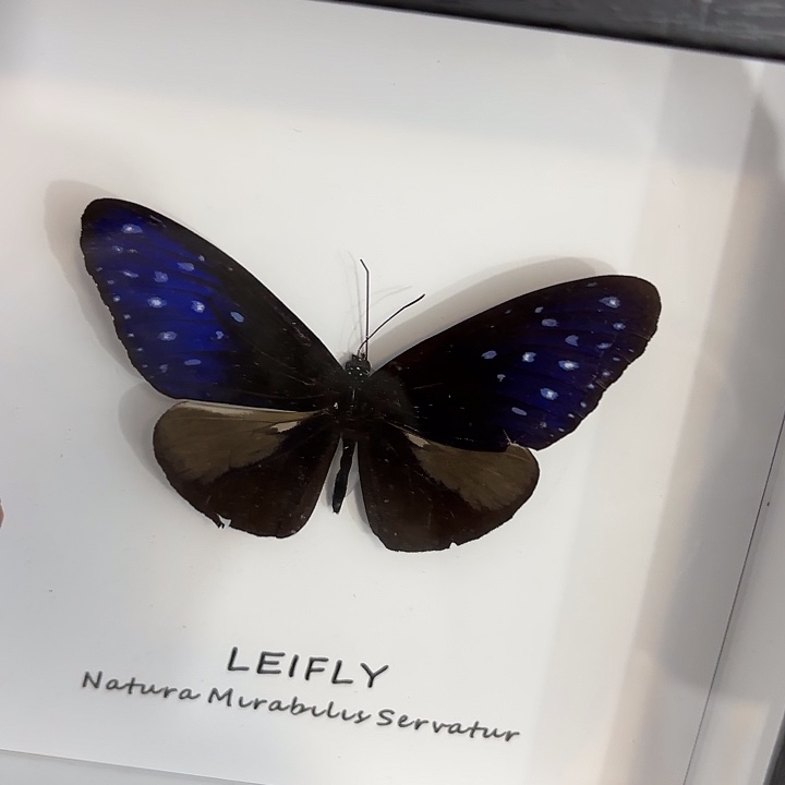 小***猫蝴蝶标本定制547@