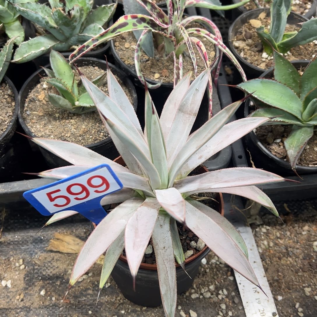 冥王龙舌兰系列599