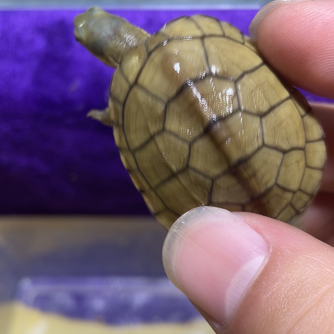 不分公母宠物龟小青