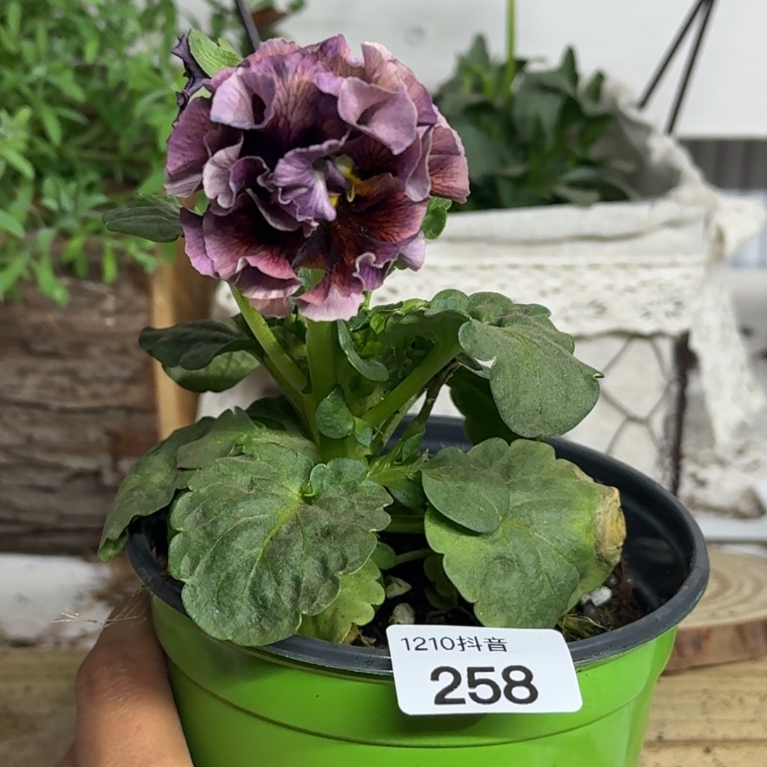 全部花朵1210 抖音一物一拍258号