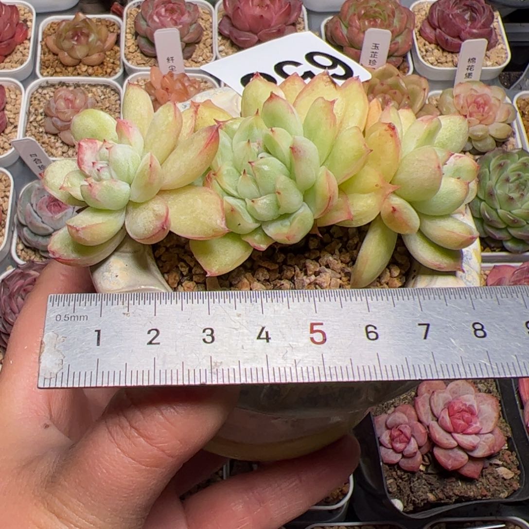 不****！658 多肉植物组合盆栽