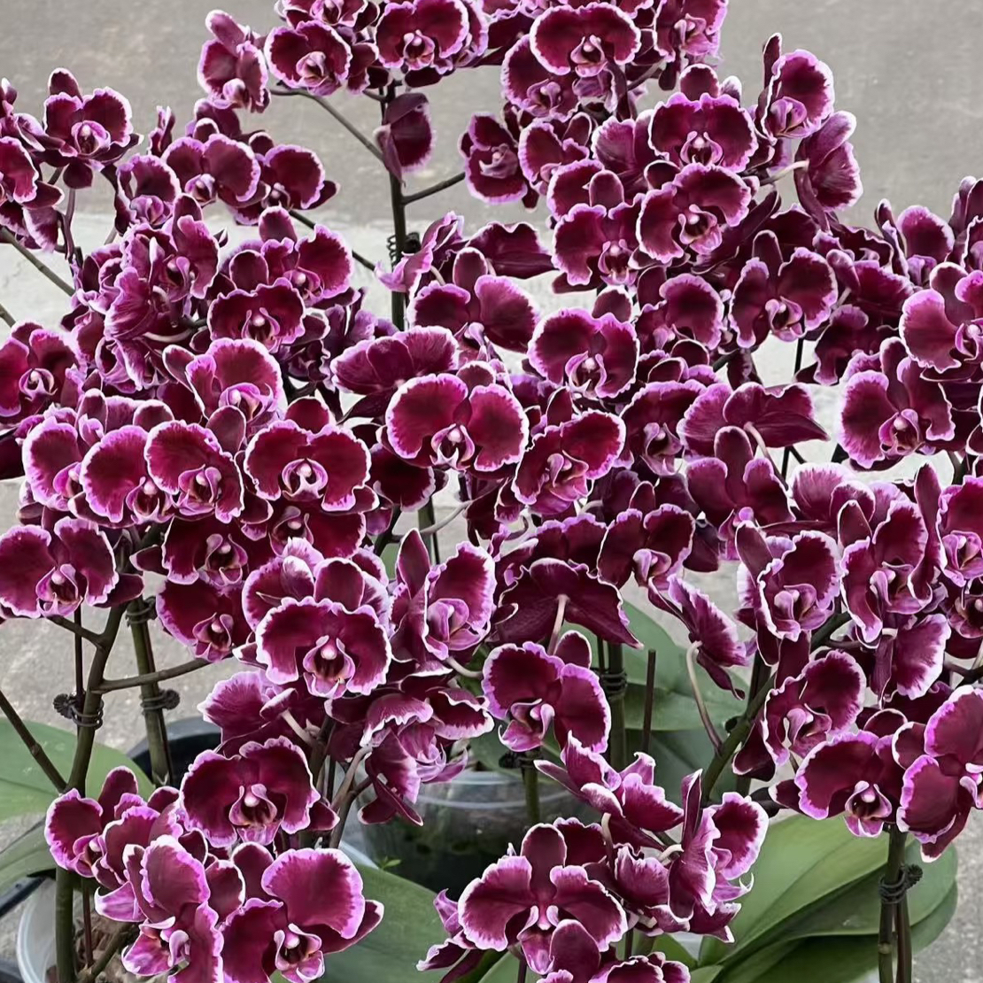 【拉丁舞裙】3.0寸加高杯蝴蝶兰 自带波浪卷边 黑色出剑苗