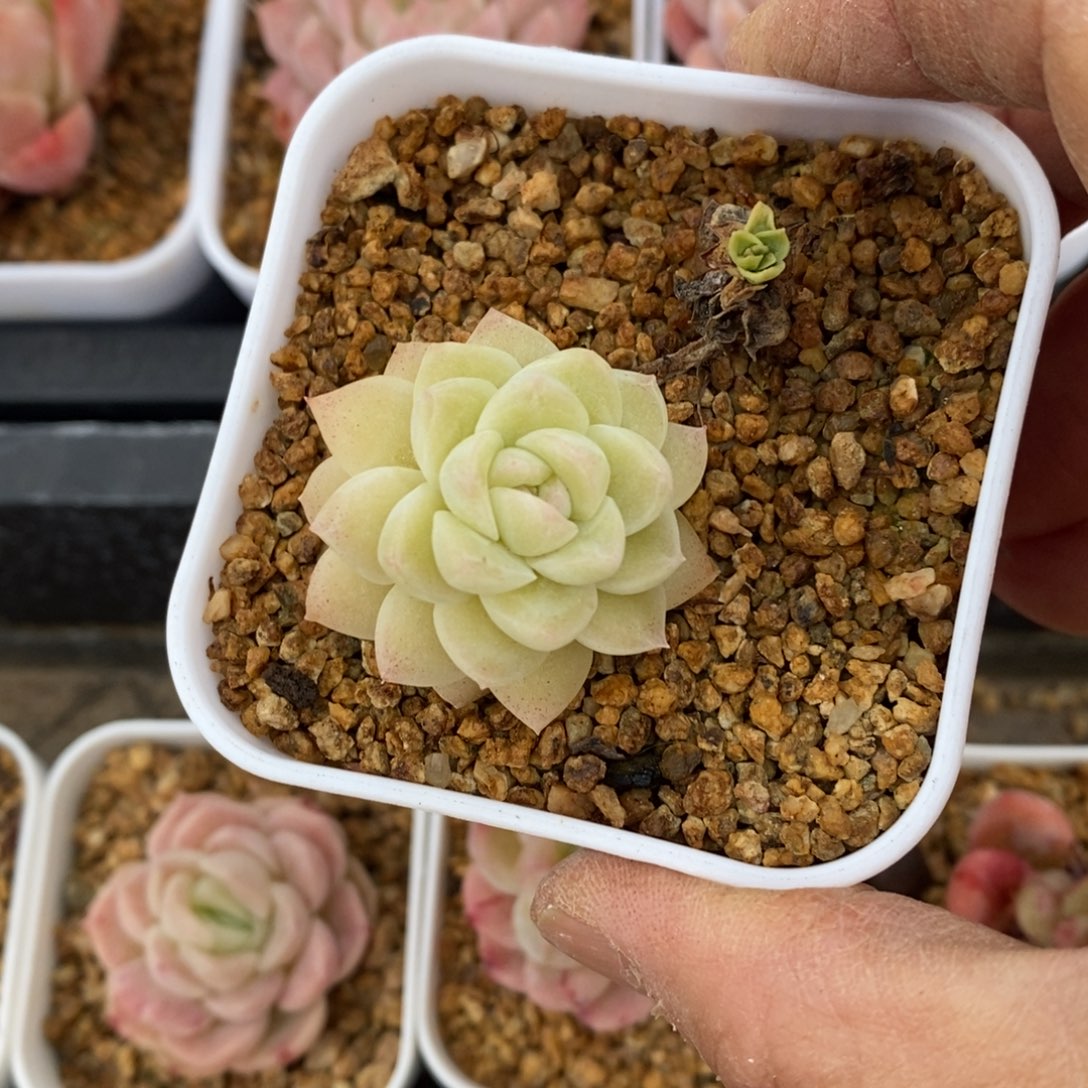 精品多肉一物一拍不包整505