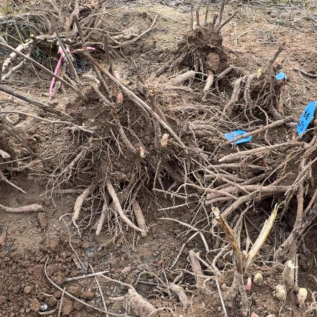 完全开放1111个人家说了吧？