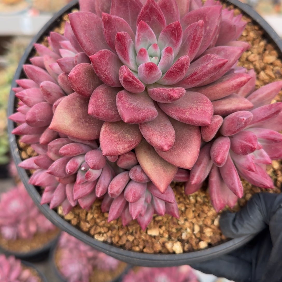 0073。     赫菲虞10头多肉