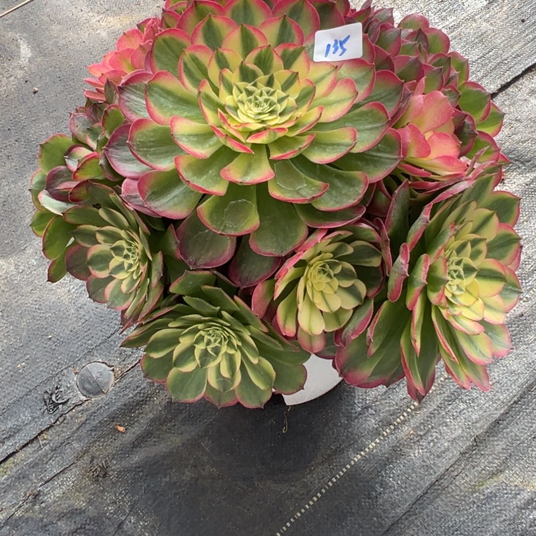 135海仙多肉多肉多肉多肉