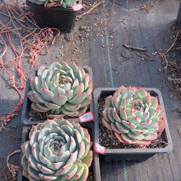 小*吉娃娃单头三颗