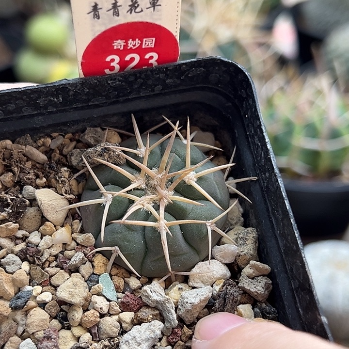 实生天平丸一棵仙人球