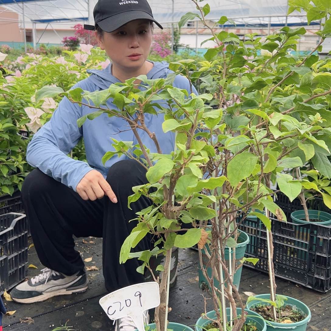 完全开放C209随机一颗