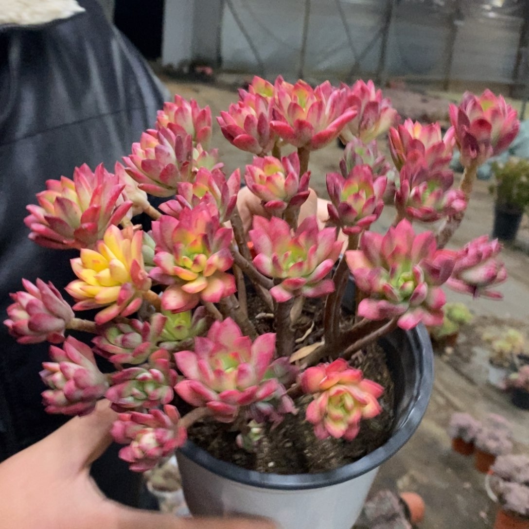 小叮当锦整桩无砍老桩