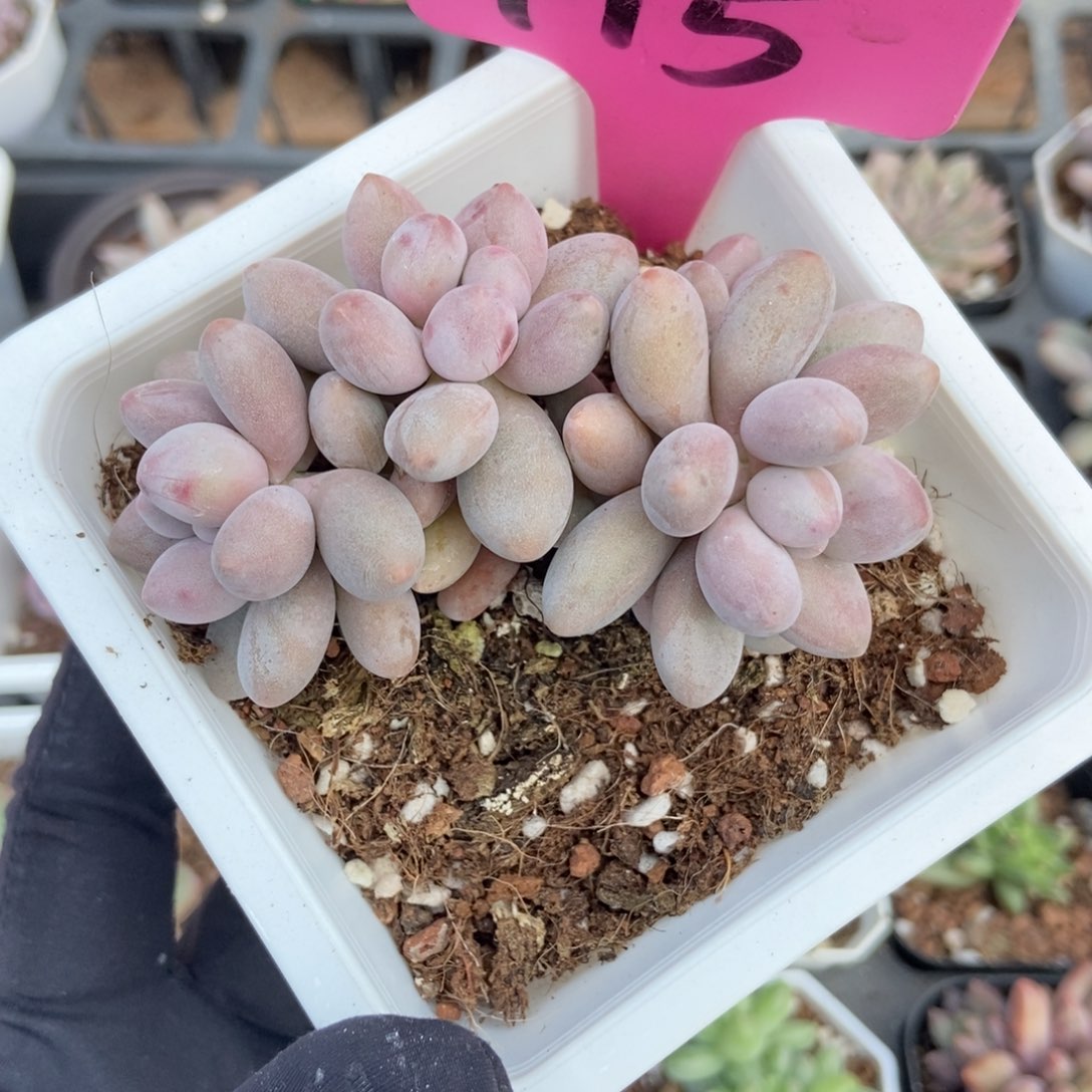 115粉色恋人多肉植物