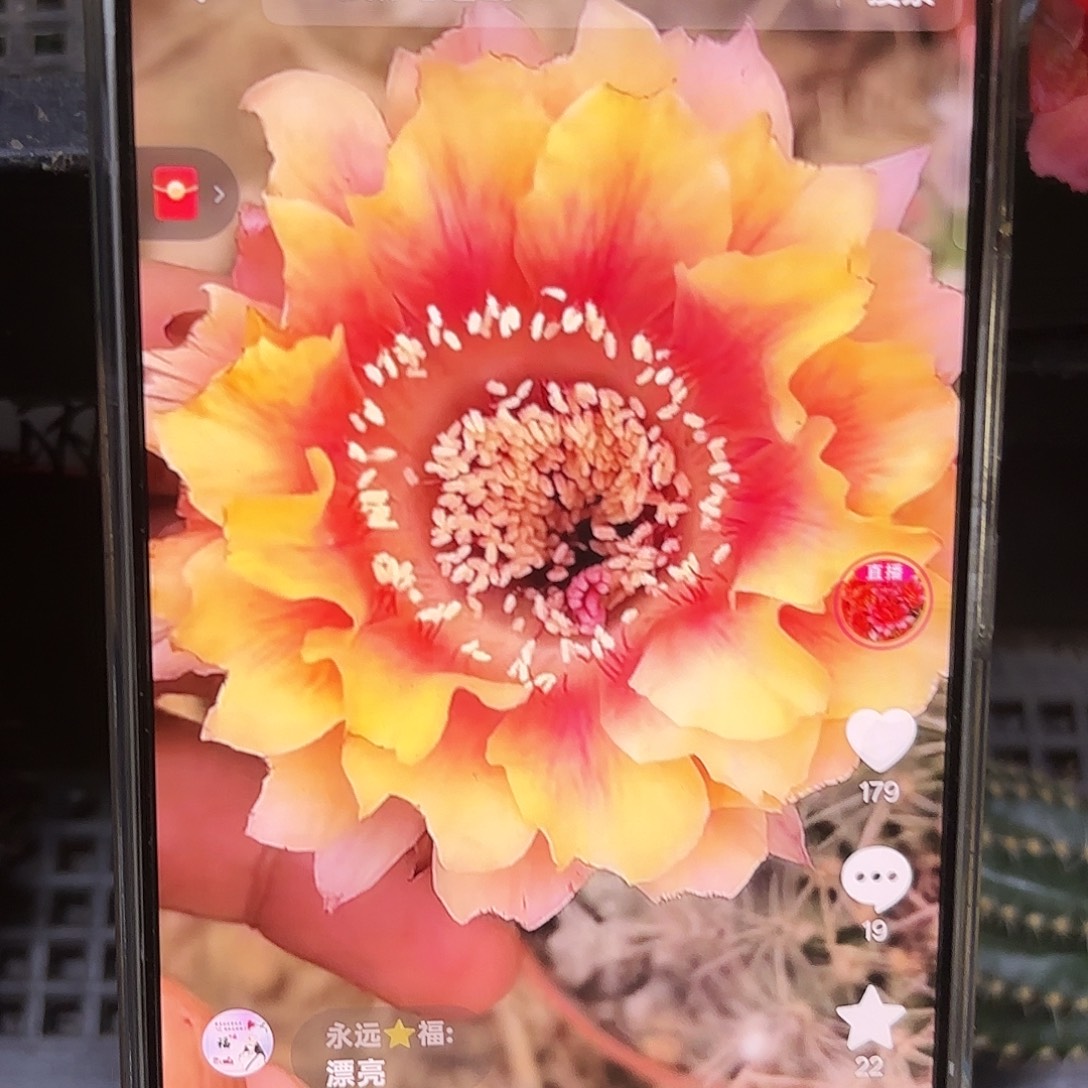 晚香彩4-5公分公分20包邮13