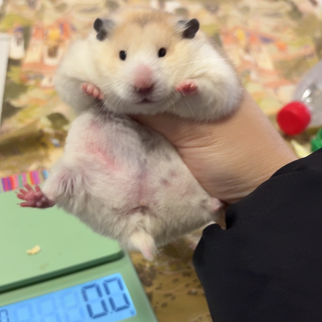 短毛妹妹直毛生过一窝5个月