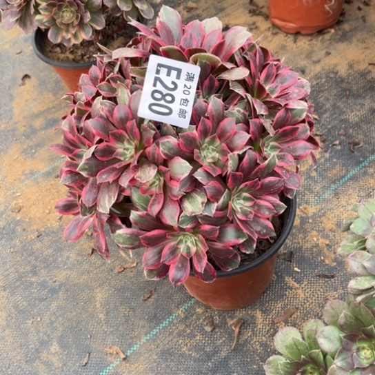 280浣纱法师不包断枝