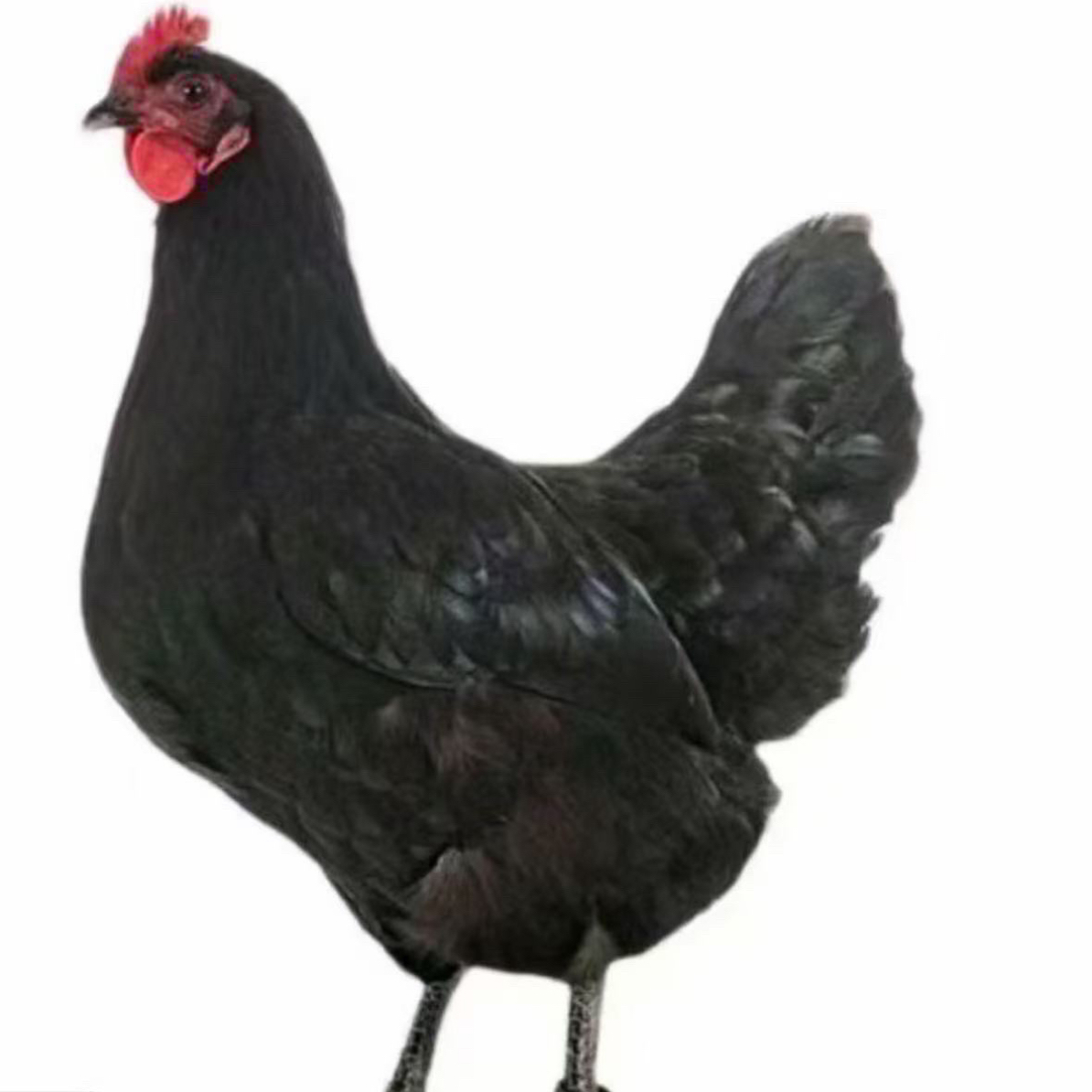 【产黑壳蛋 礼盒发货】买5送1（1斤发货）（包5个huó）共发6个