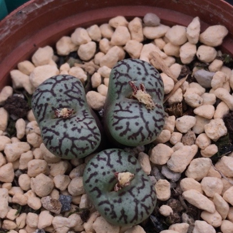 多肉肉锥 墨小锥