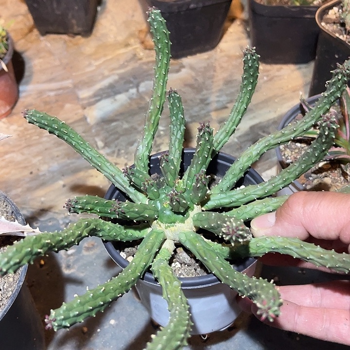 满38包邮2天凑单，脱土晾根发货多肉植物