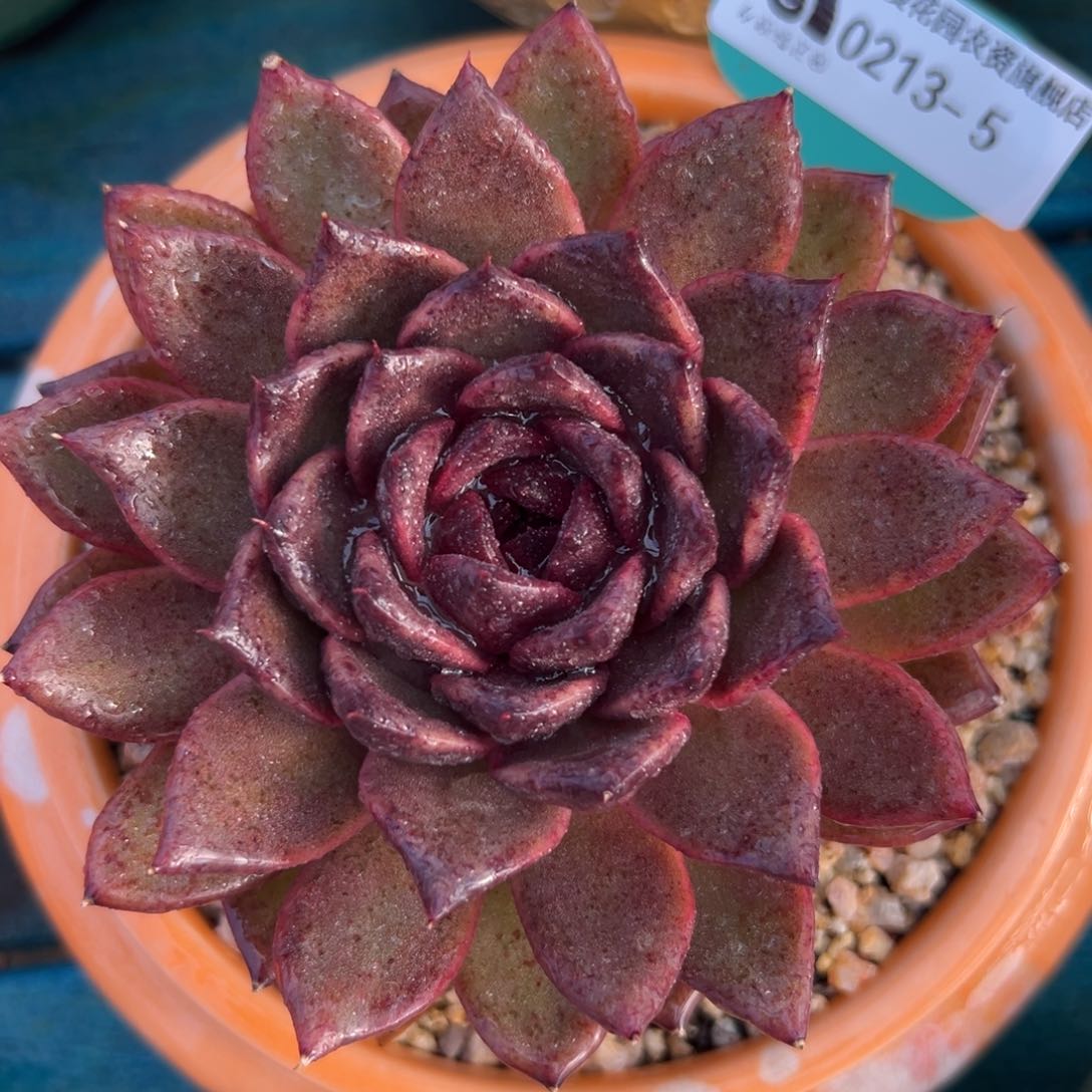 多肉一物一拍0213-5