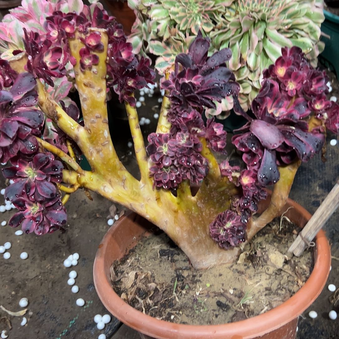 多肉354植物美杜莎母本