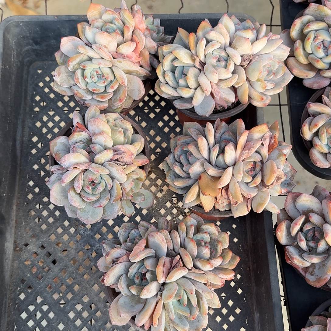 星影群生5颗 脱土发货