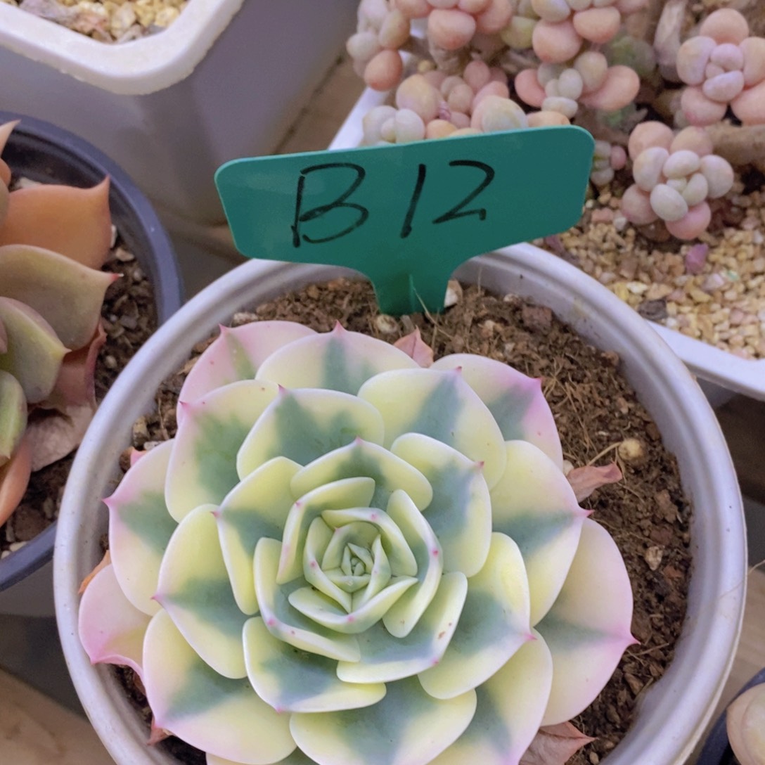 开心多肉，首播2欢迎