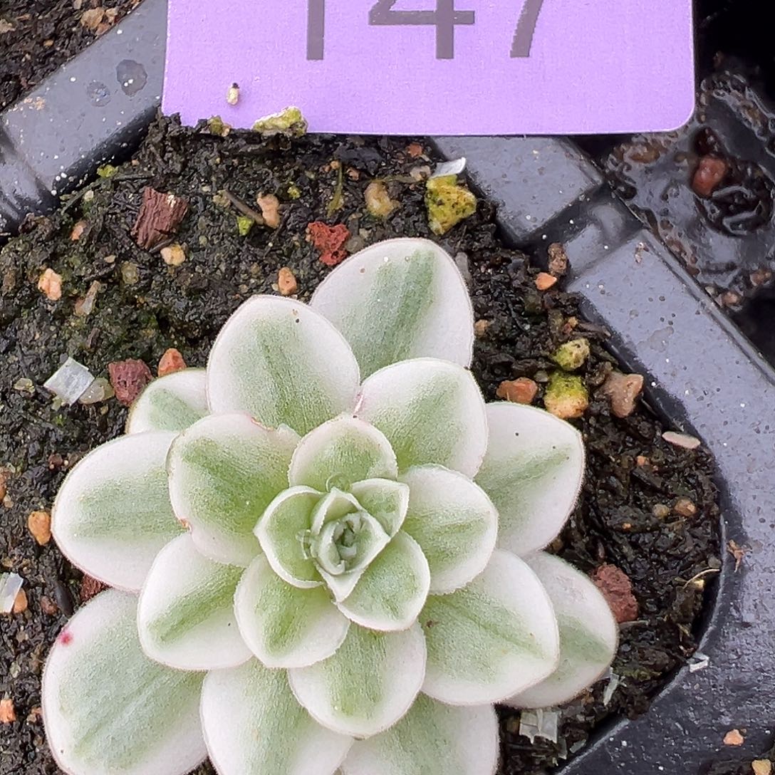 山地玫瑰锦冬雪147号