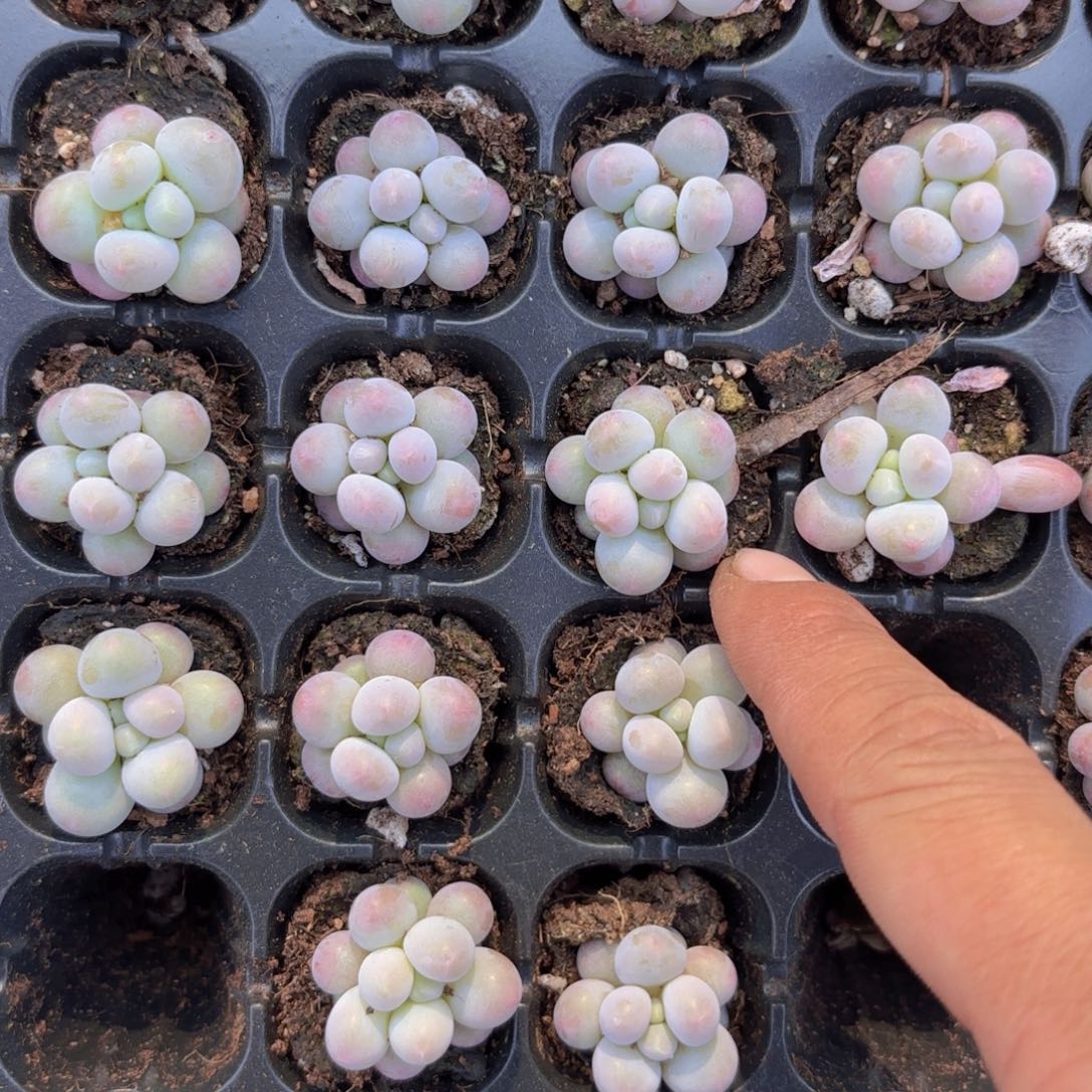 汤圆四颗一组量拍