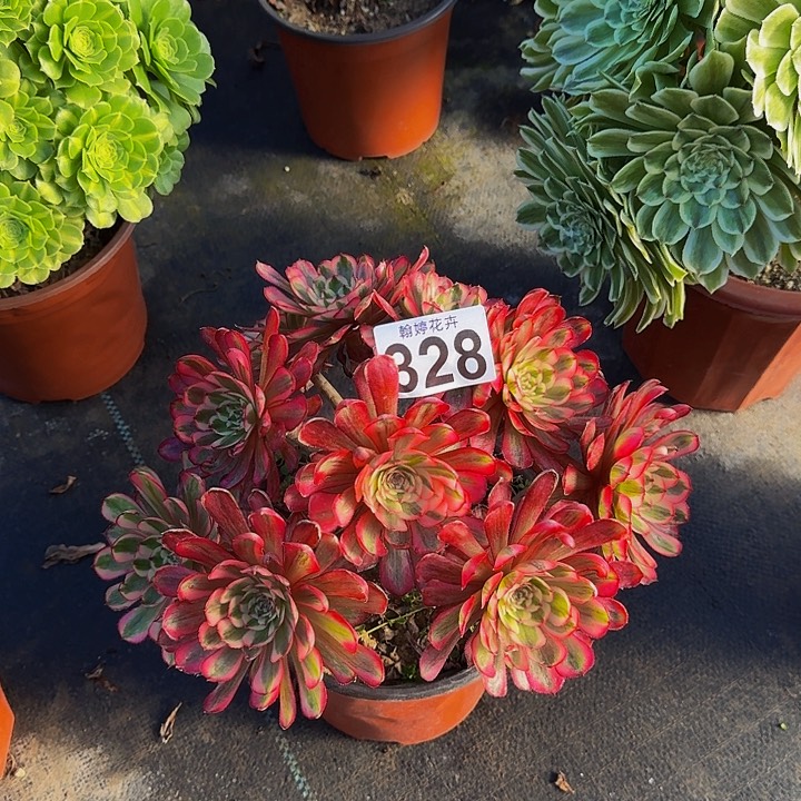 0000000000000000328白月光