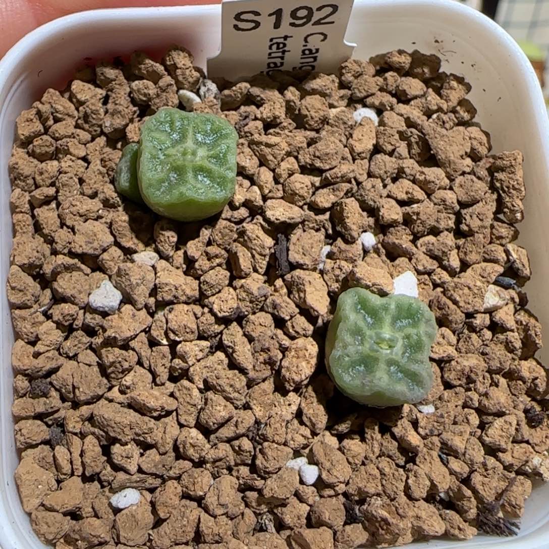 肉锥多肉植物组合-方烧一盆209