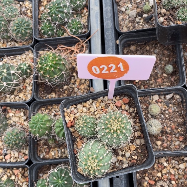 实生明石02210221