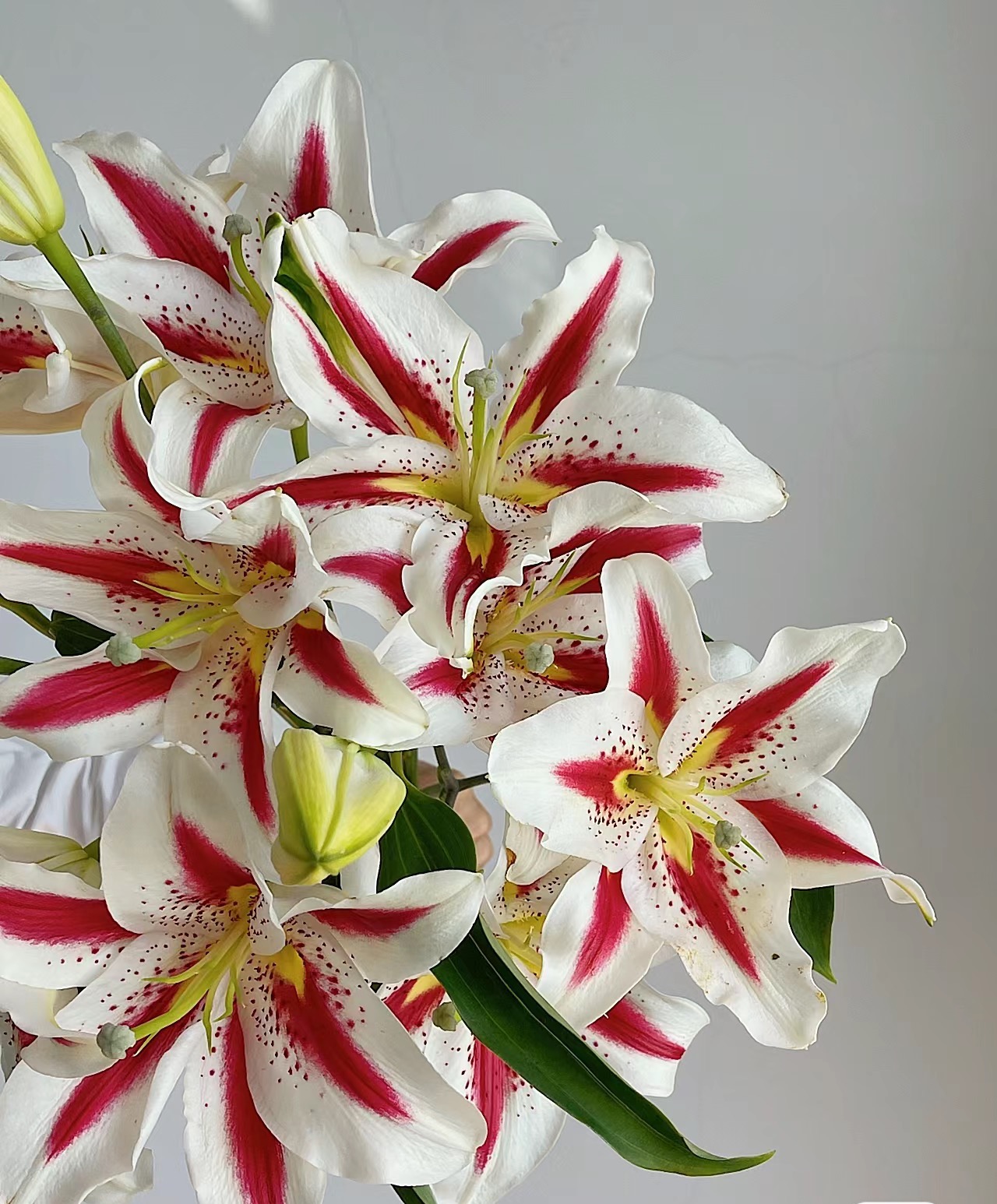 【港货百合笑脸】90箱1单顺丰冷链包邮 发货后不支持退款