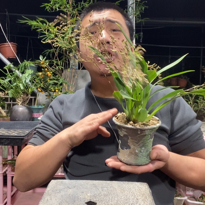 O***F以实际为准盆景绿植盆栽94