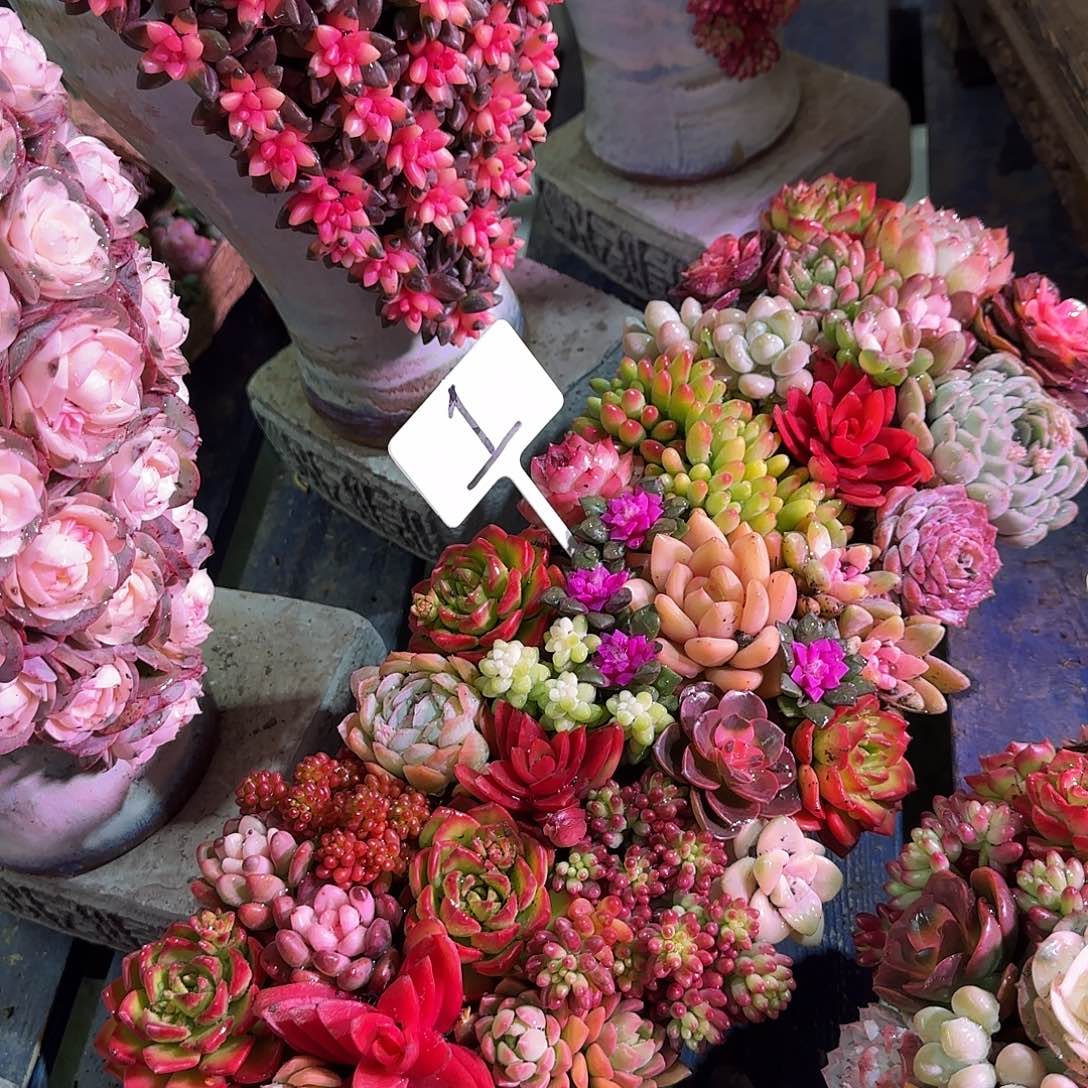 这个是1号多肉植物