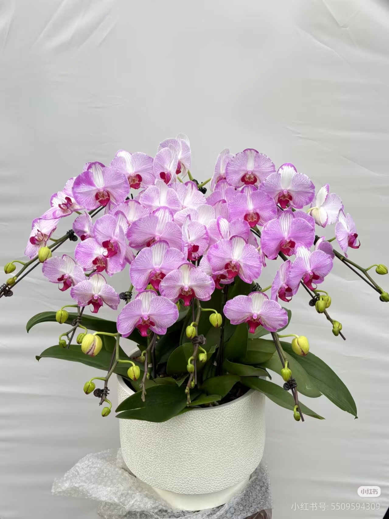 【水蜜桃带花苞少量开花】3.5寸杯 含花剑--蝴蝶兰客厅绿植盆栽