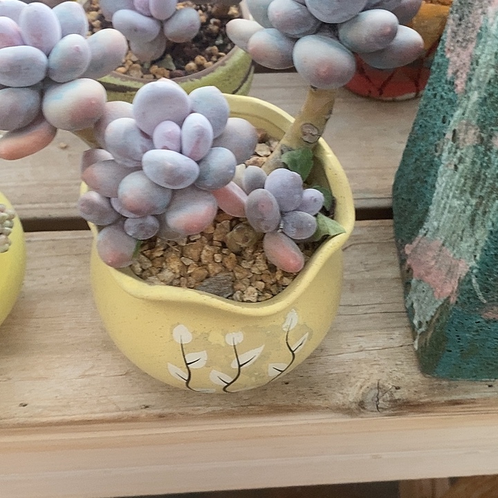 胭脂精品多肉10013