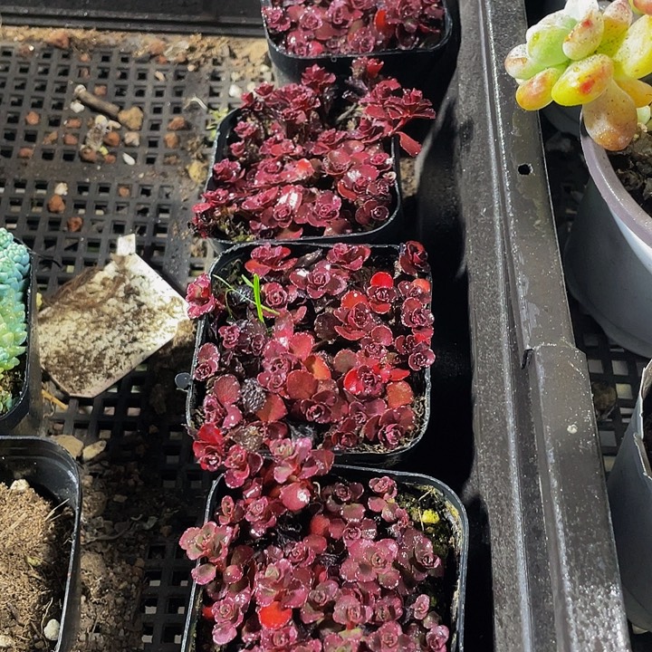 小球玫瑰带盆土发