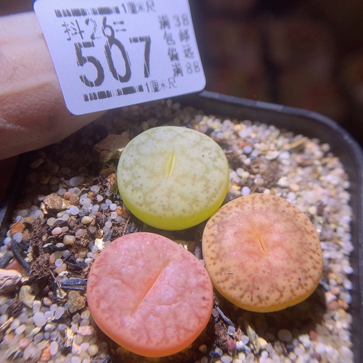 精品生石花26.507