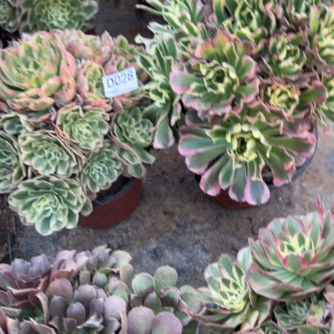 *****028两颗组合多肉植物法师