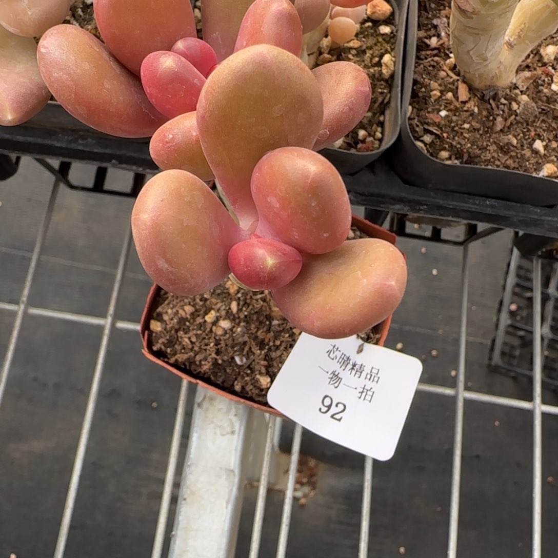 闪购精品多肉92号