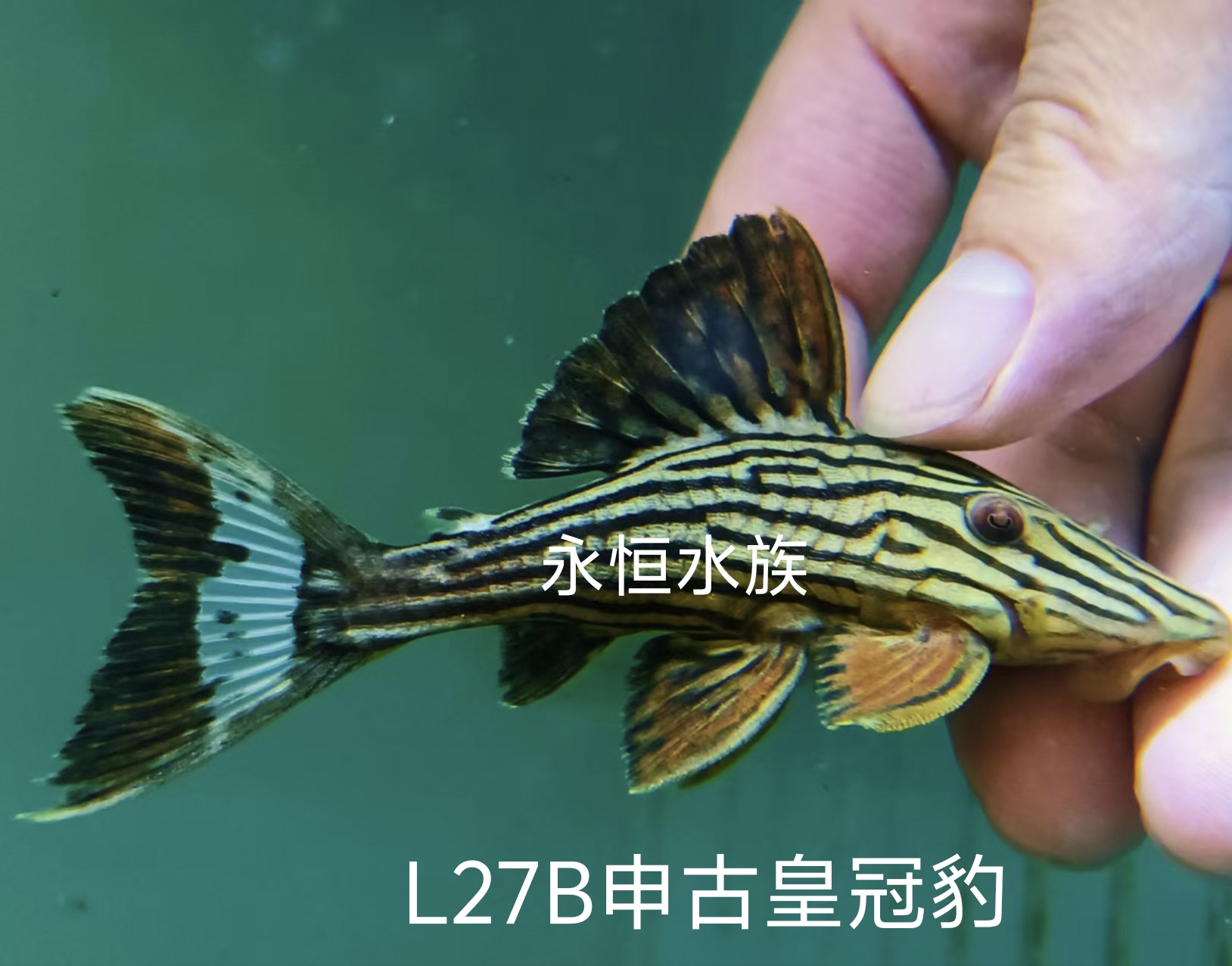 L27B申古皇冠豹南美异型鱼适合底层饲养热带观赏鱼