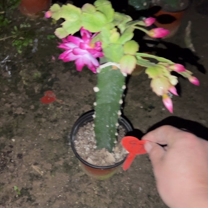 岁***好当前无花栽培后可以开花061  97